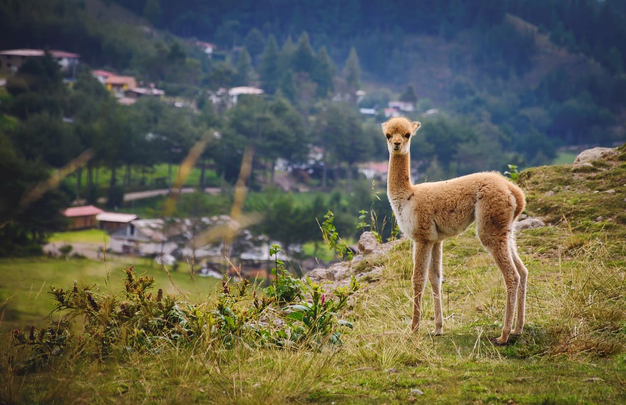 Vista de Huaral, Perú