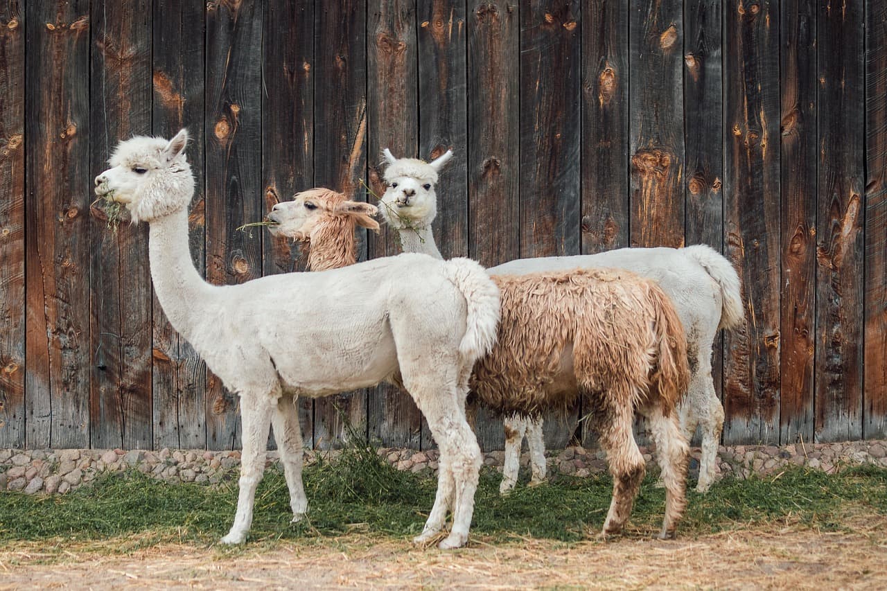 Cabeza de una alpaca de lana espesa, en el chat de Catacaos