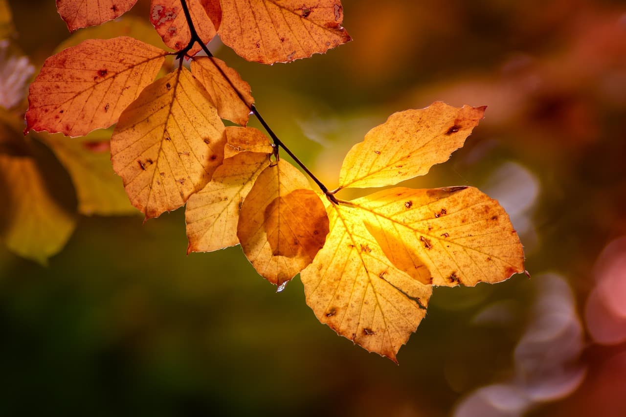 Hojas de árbol con colores de otoño, en el chat de Rioja