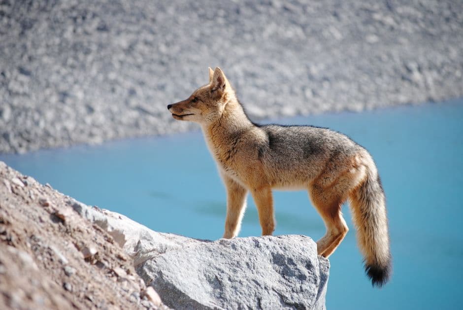 Vista de Lince, Perú