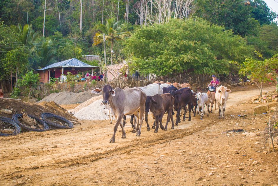 Foto de Roatán