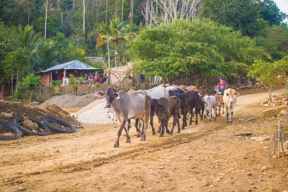 Vacas en un camino de tierra, en la sala de chat de Roatán