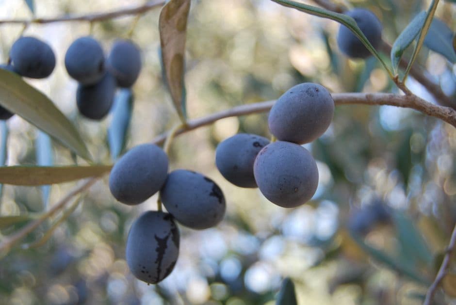 Aceitunas negras maduras en rama, en el chat de Olivos