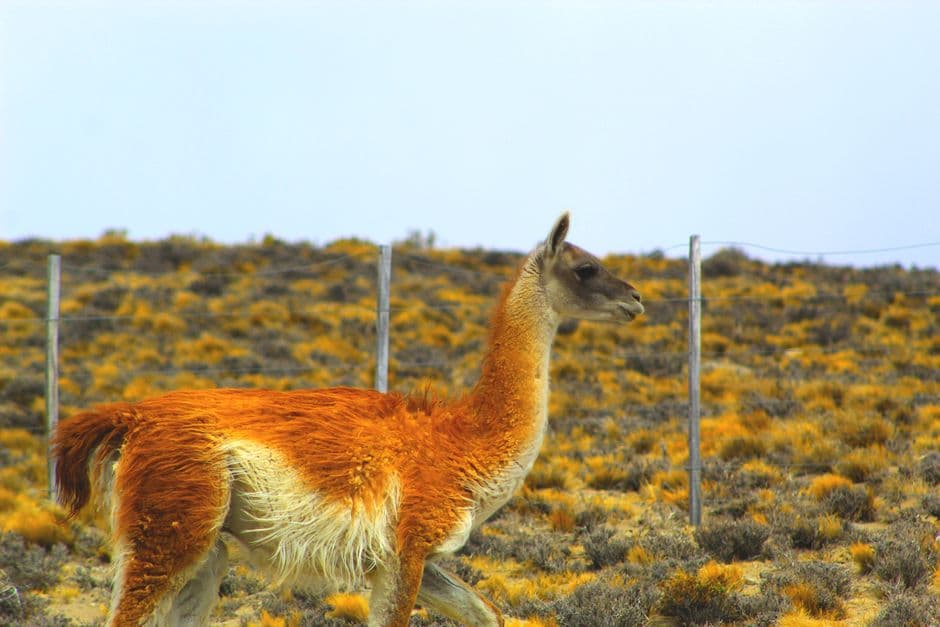 Primer plano de una llama marrón, en el chat de Wilde