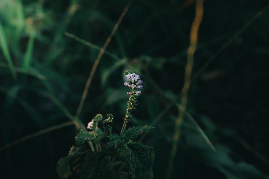 Primer plano de una flor morada abierta en Nicaragua, en el chat de Chinandega