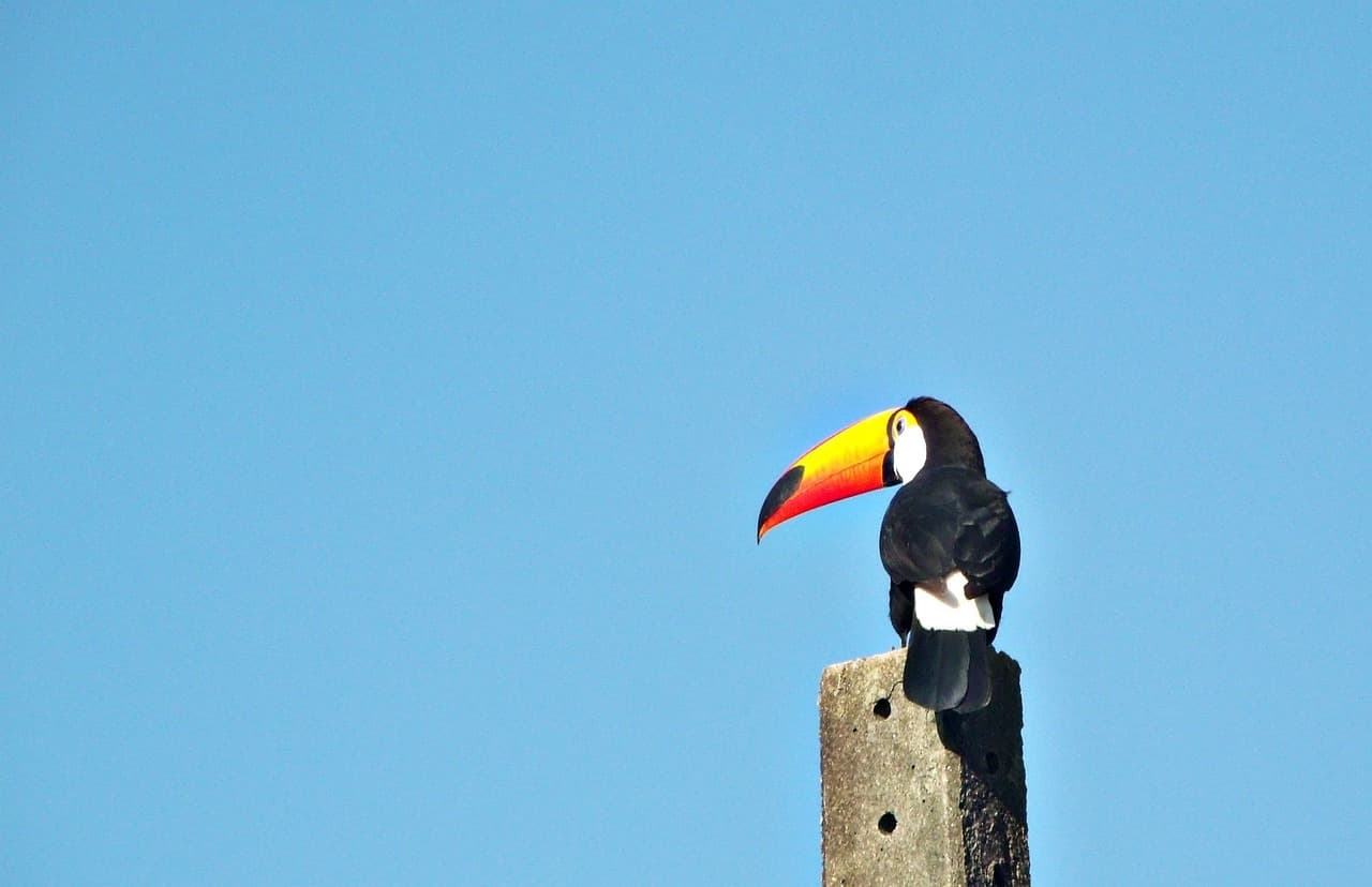 Tucán, un ave de la fauna tropical, en el chat de General Felipe Ángeles