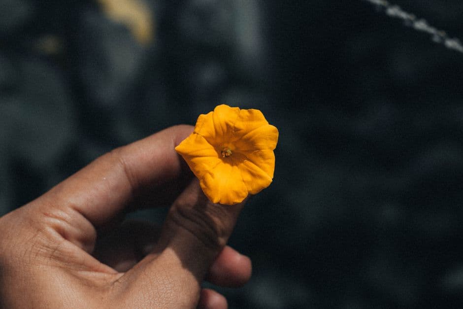 Persona sosteniendo una flor amarilla en primer plano, en el chat de San Francisco de Macorís