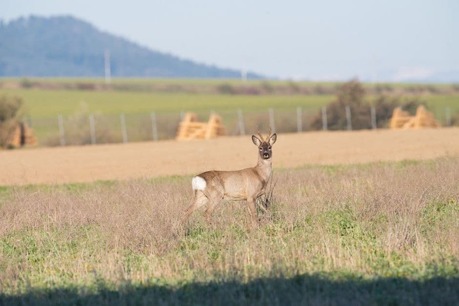 Corzo en un campo abierto y soleado, en el chat de Cervo