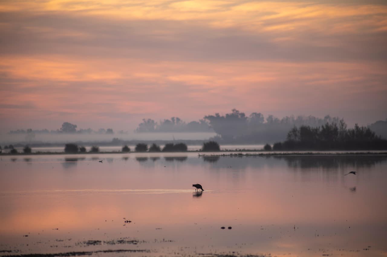 Marismas del Doñana bajo cielo azul y vegetación verde, en la sala de chat de Cortegana