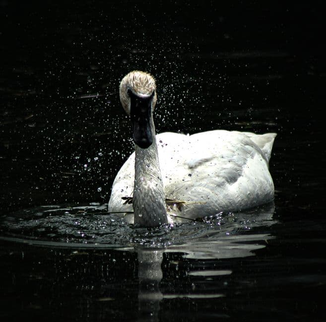 Cisne blanco nadando serenamente sobre aguas tranquilas, en la sala de chat de Beas