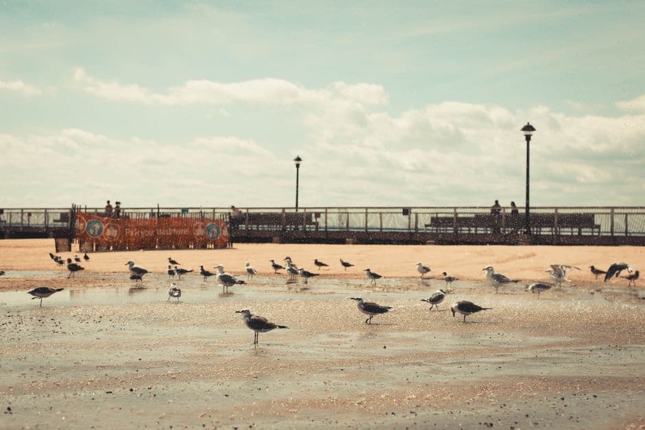 Gaviotas sobre la arena y el mar en Coney Island, en el chat de Grand Prairie