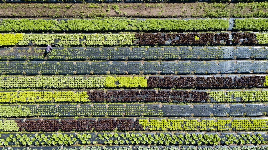 Campo de flores verdes y amarillas bajo un cielo azul, en el chat de Palhoça