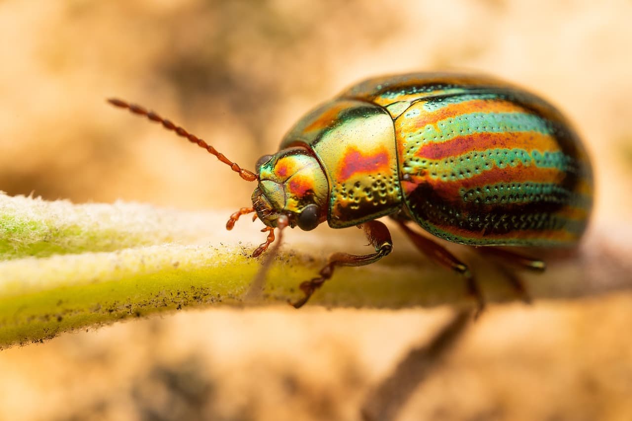 Escarabajo, un insecto de cerca, en el chat de Americana