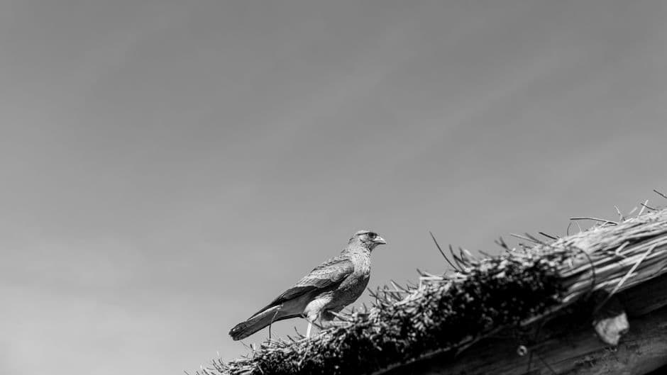 Pájaro negro y blanco posado en una azotea de tejas, en el chat de Curuzú Cuatiá