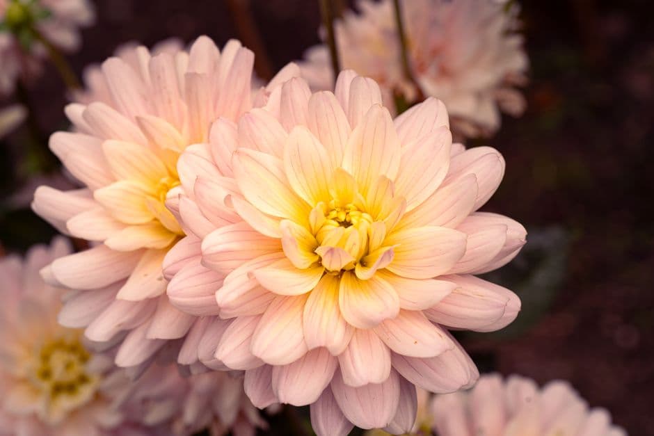 Dahlias rojas y rosadas en plena floración en un jardín madrileño, en el chat de Dalías