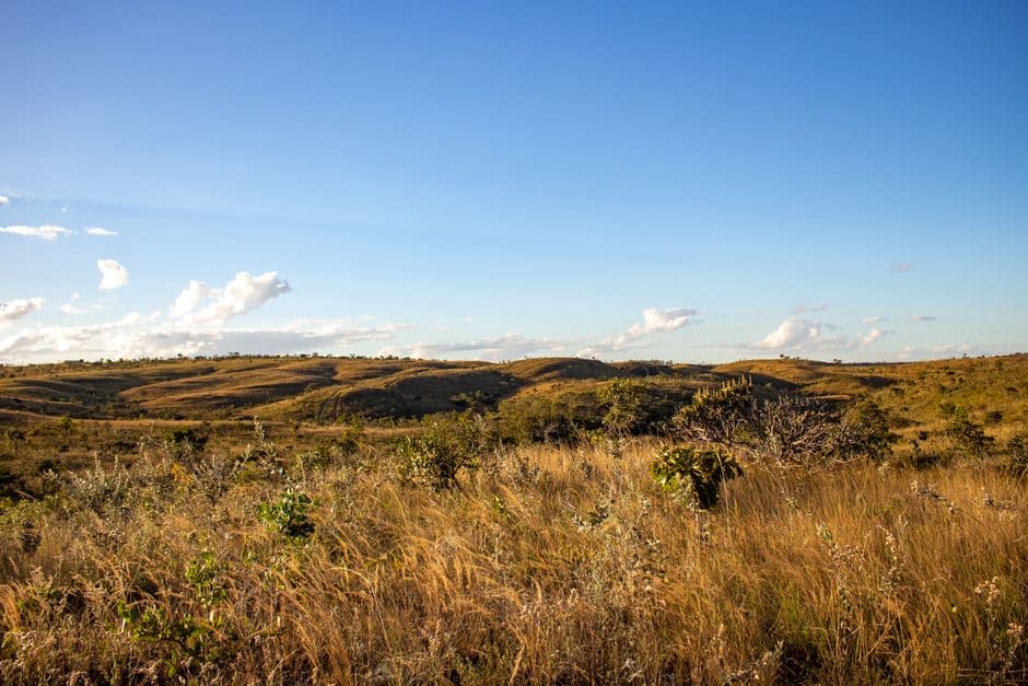 Pradera de hierba, en el chat de Luziânia
