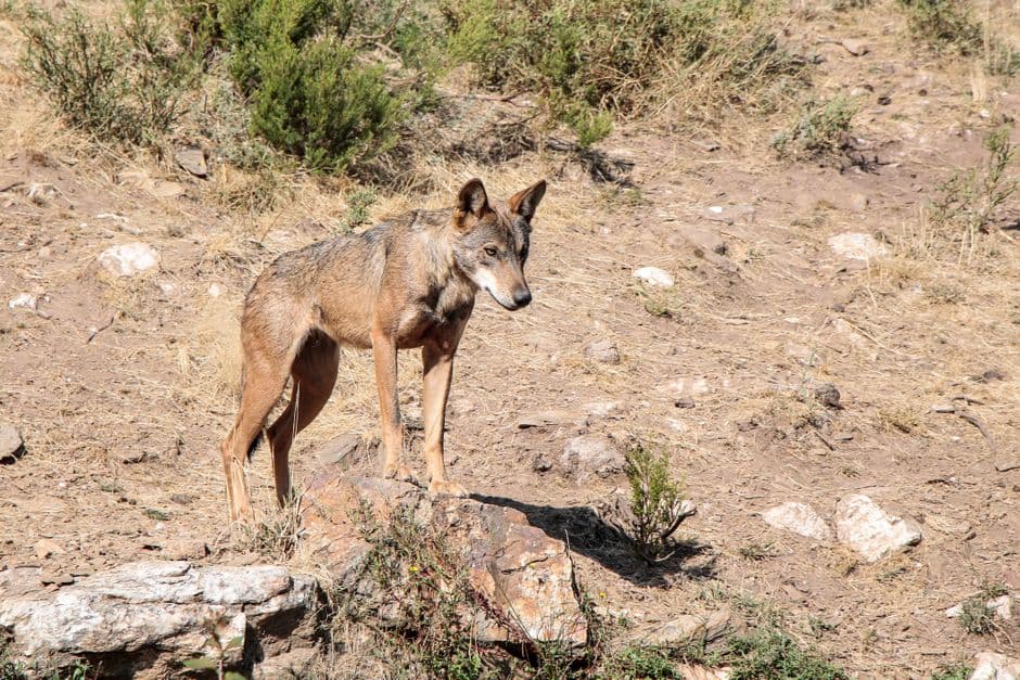 Lobo de pie en pastizal rocoso bajo cielo claro, en la sala de chat de Lobos
