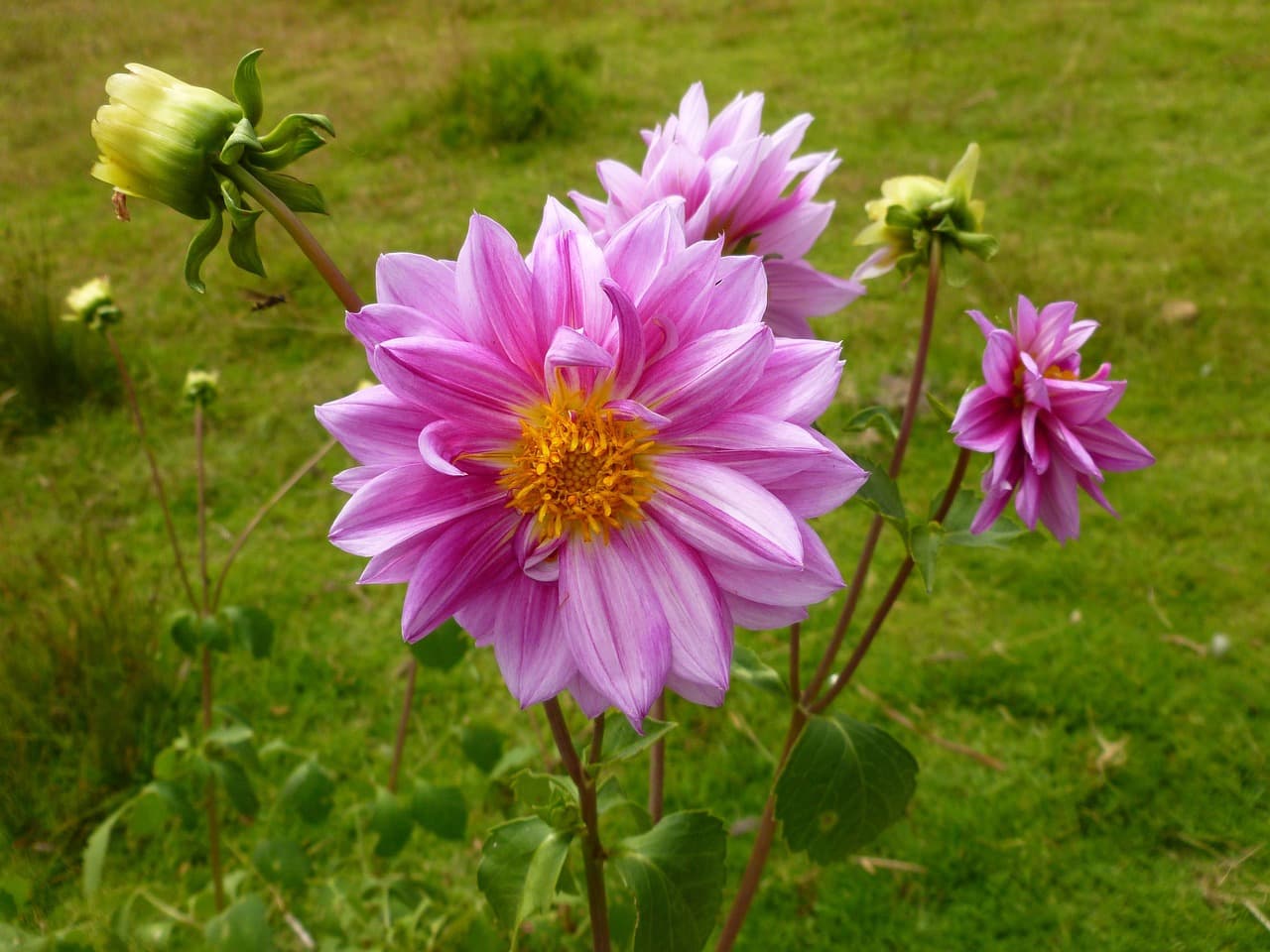 Coloridas flores del campo de la finca Bella Vista, en el chat de Bella Vista