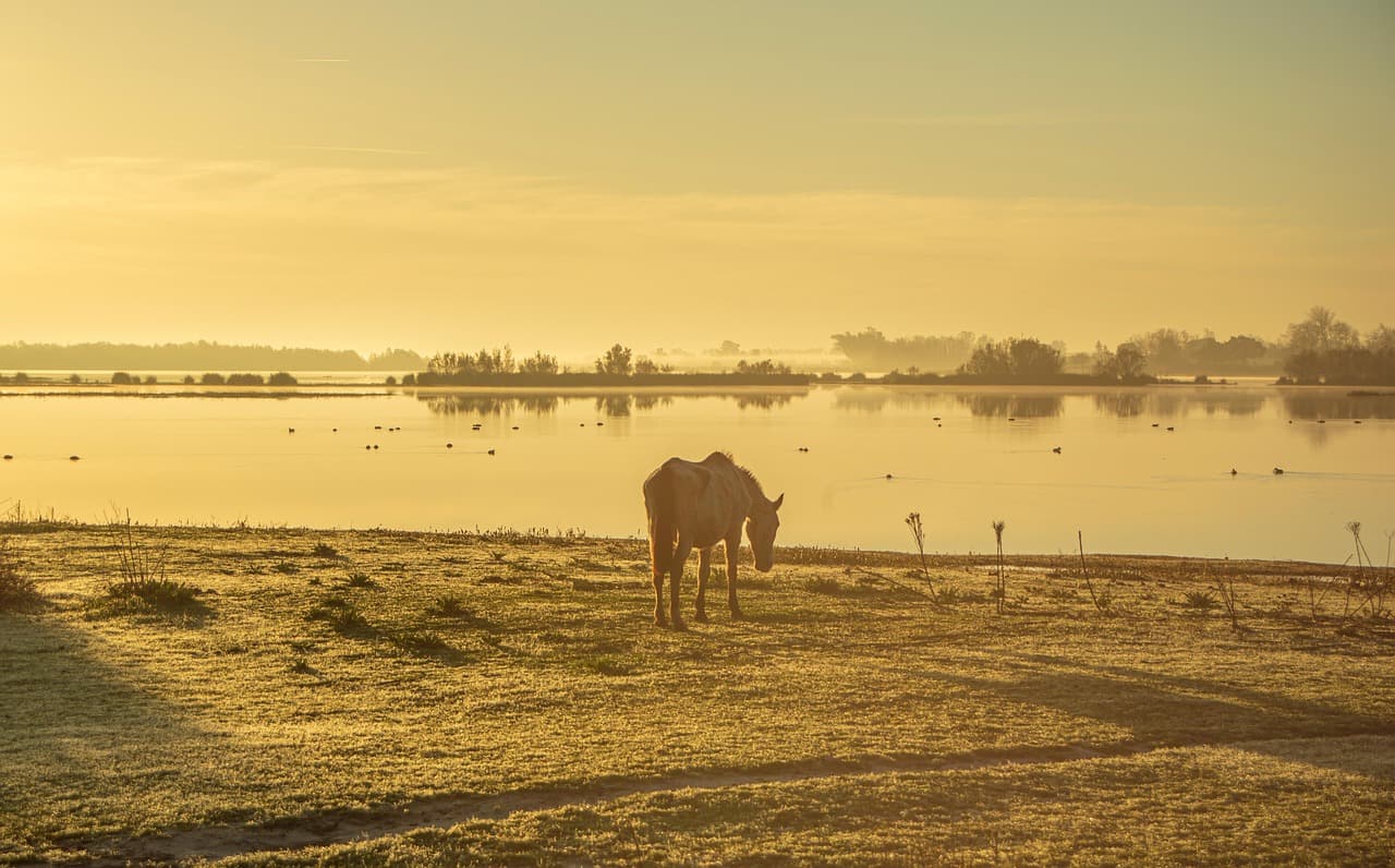 Caballo junto al río y la marisma en Huelva, en la sala de chat de Hinojos