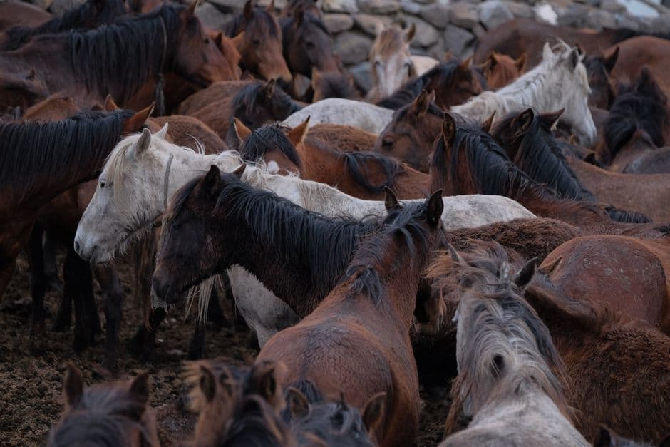 Un grupo de caballos pastando en un campo verde, en el chat de Los Corrales