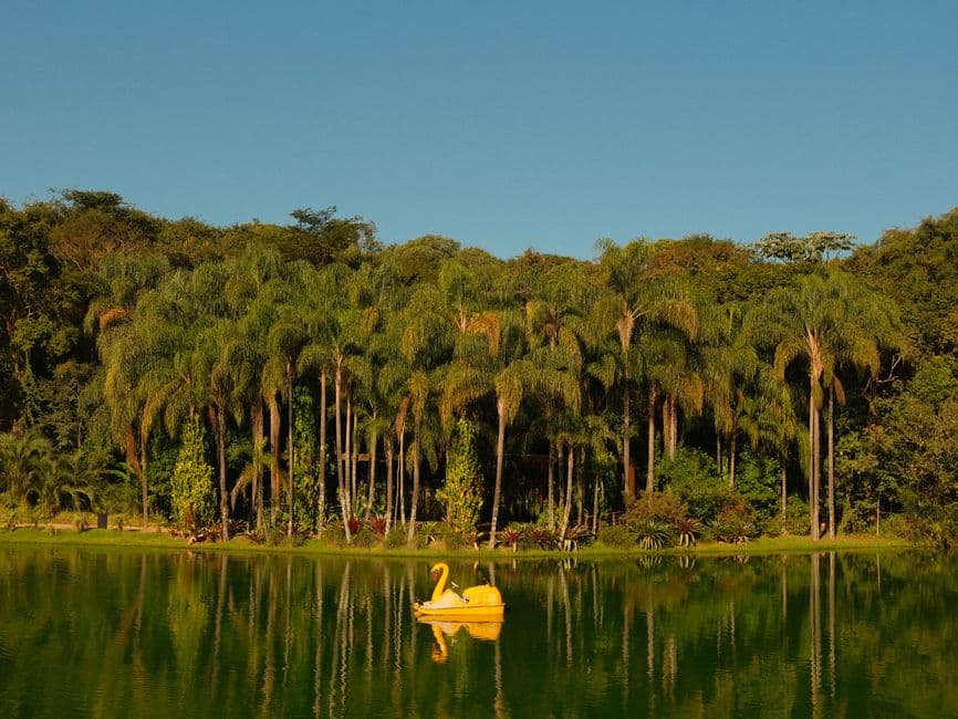 Barco de remos con forma de cisne sobre lago reflejante, en el chat de Castanhal