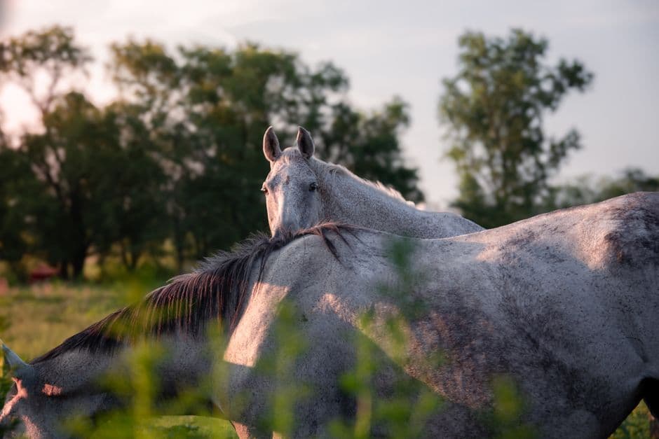 Caballos pastando en un campo verde, en la sala de chat de Ramallo