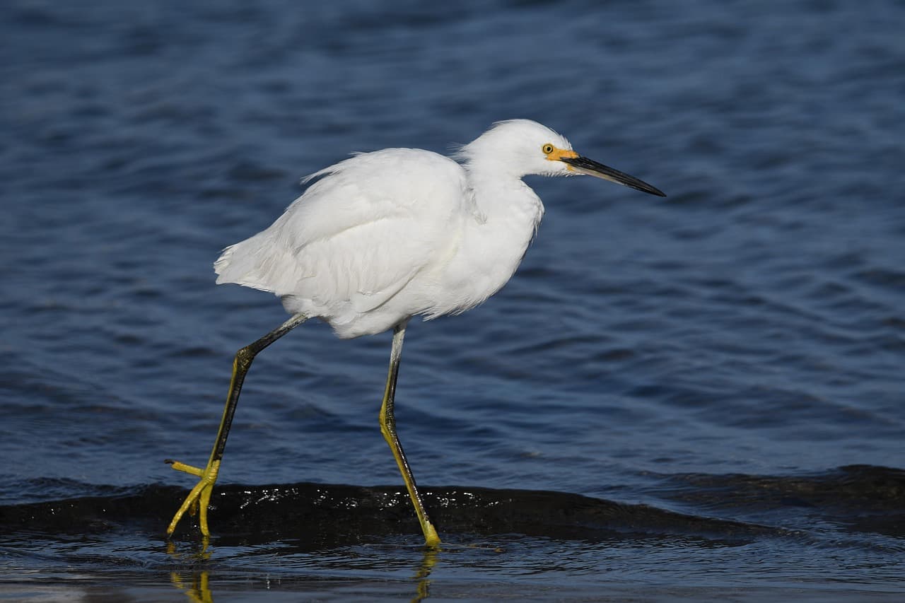 Un garza nevada sobre el mar, cerca de la costa, en el chat de Santa Bàrbara
