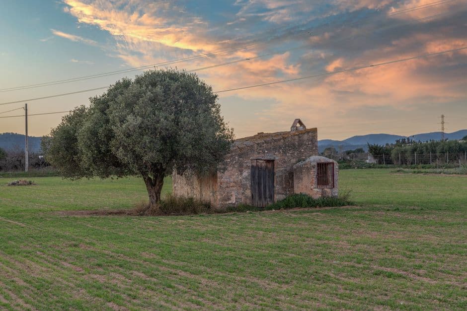 edificio de piedra y árbol en la sala de chat de Santa Oliva