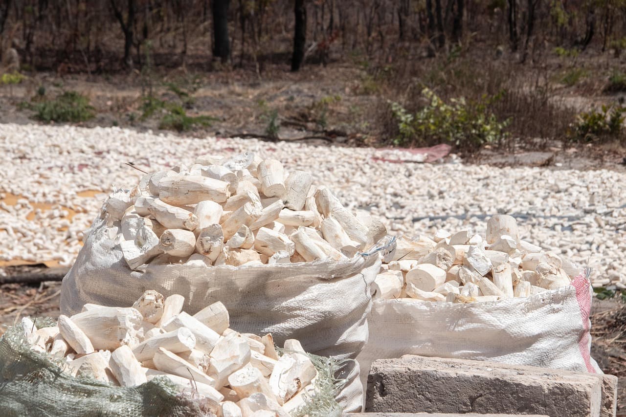 Cultivo de yuca seca en campos agrícolas, en el chat de Barra Mansa