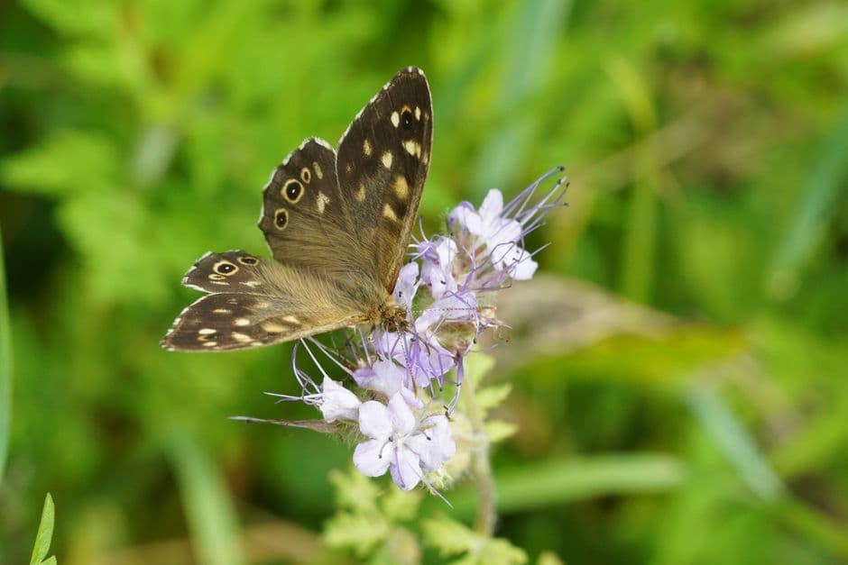 Mariposa posada sobre una flor colorida, en la sala de chat de Lages
