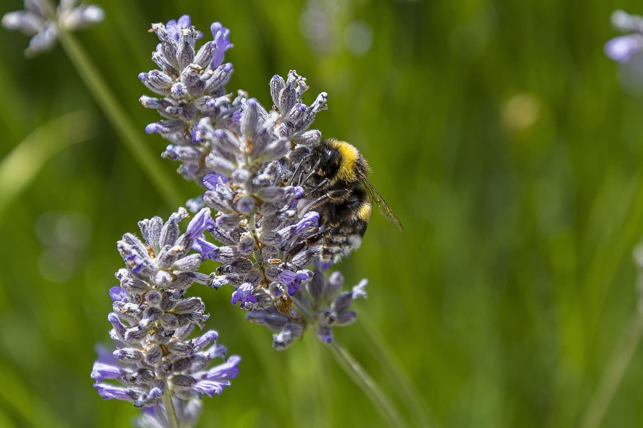 Abeja abejorro posada sobre una flor silvestre, en el chat de Esquel