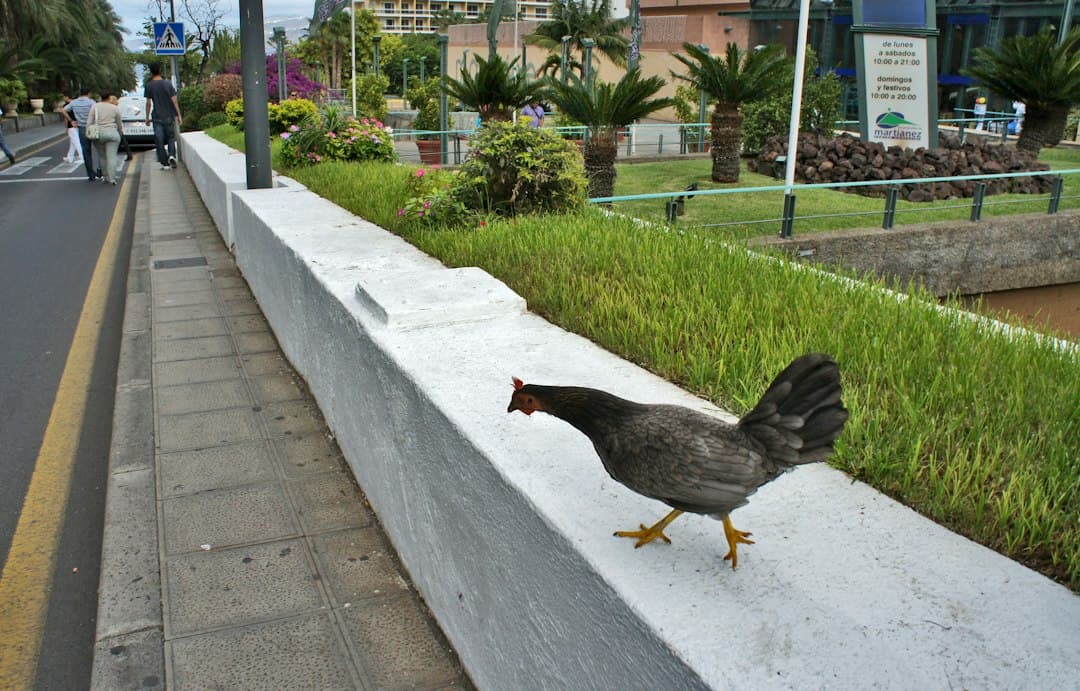 Un pollo camina al borde de una carretera, en el chat de Iruña Oka/Iruña de Oca