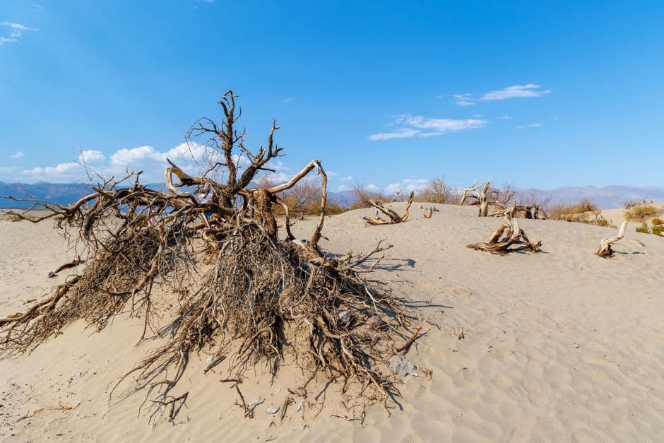 Árbol seco sobre arena del desierto bajo cielo azul, en la sala de chat de Mesquite