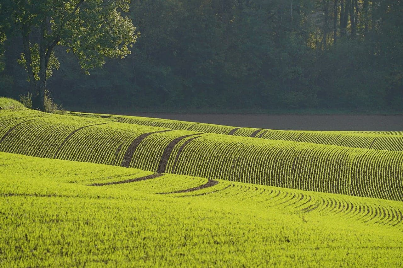 Joven vegetación verde cubre un campo abierto, en la sala de chat de Downers Grove