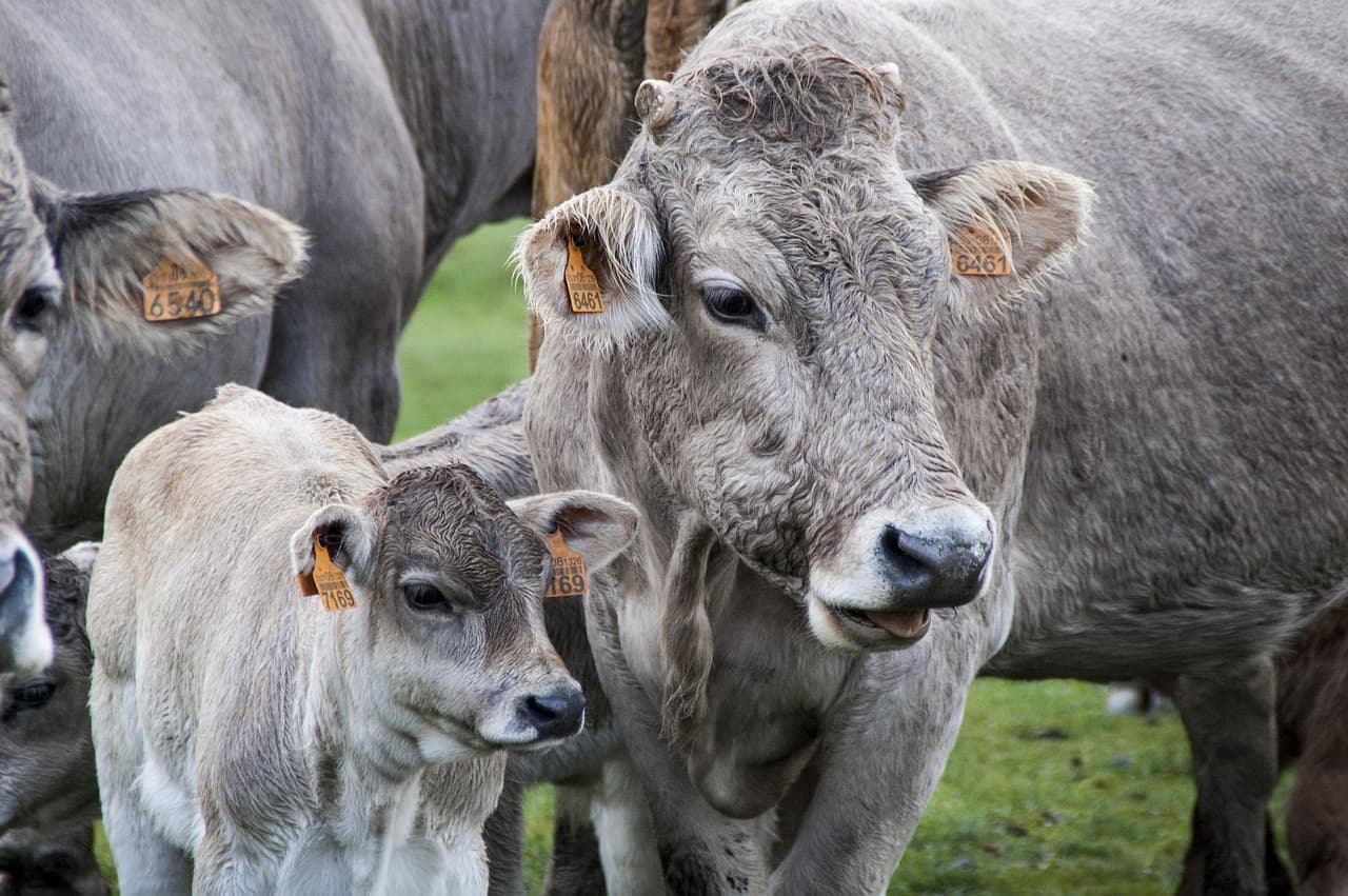 Una vaca y un ternero en un pastizal, en el chat de Palencia