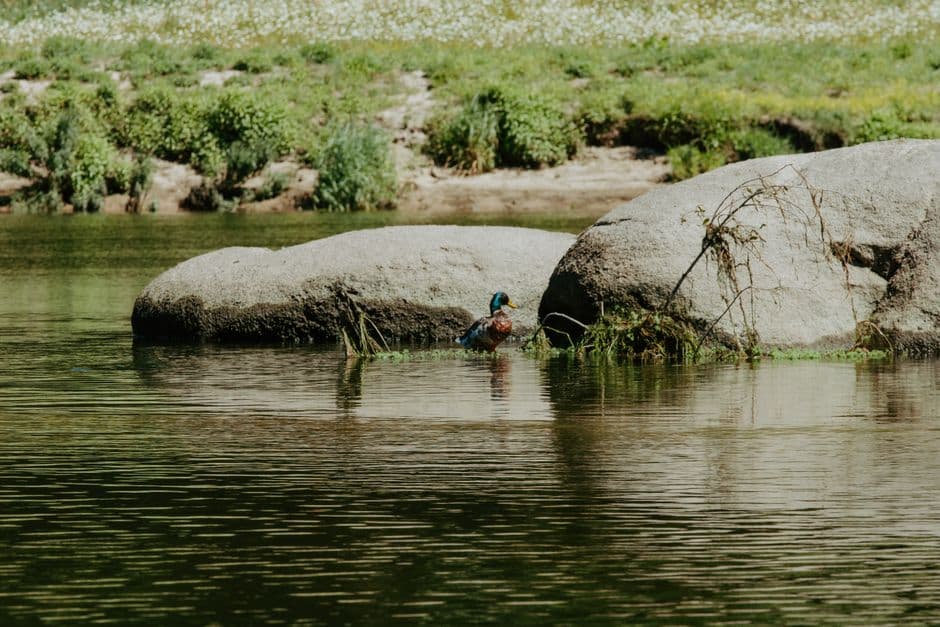 Pato de collar sobre roca del río, en el chat de Patos de Minas