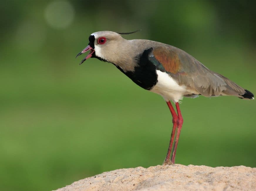 Pájaro posado en la arena, en la sala de chat de Luque