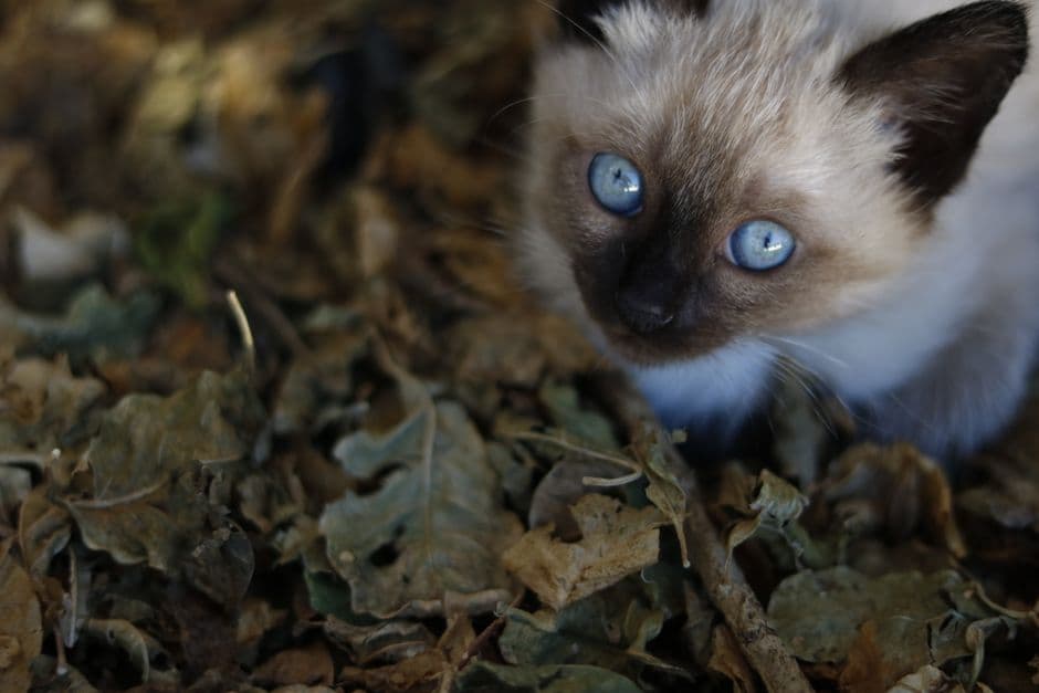Gato de pelaje gris con intensos ojos azules, mirando directamente, en el chat de Pouso Alegre