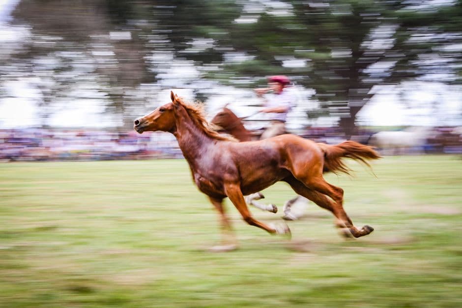 Carrera rústica de caballos con jinetes, espectadores cielo abierto, en la sala de chat de Bragado