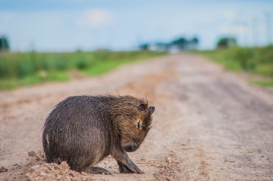 Capibara descansando sobre tierra seca, mirando al frente, en la sala de chat de Quitilipi