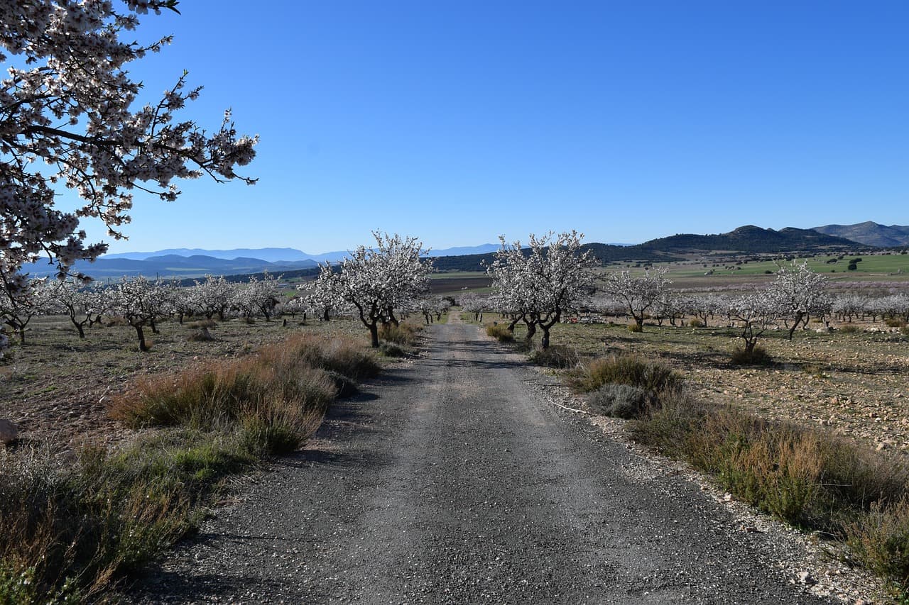 Camino entre campos para pasear, en el chat de Cañada Rosal