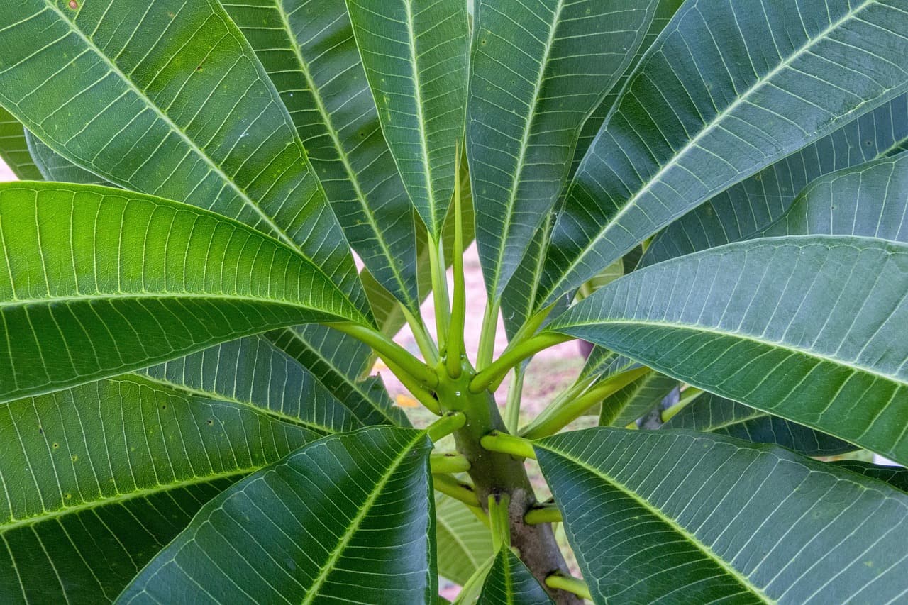 Hoja verde de planta tropical con venas marcadas, en el chat de Antas