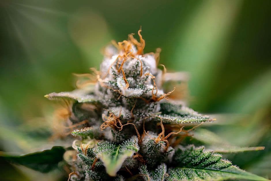 Yema de cannabis cubierta de tricomas, en la sala de chat de Coronel Oviedo
