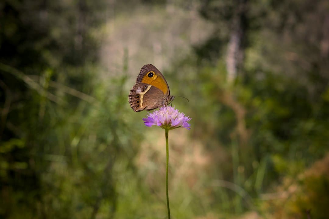 Mariposa posada sobre una flor morada, en la sala de chat de Alcover