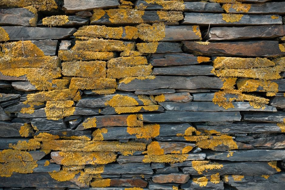Muro de piedra cubierto de musgo verde, en el chat de Llançà