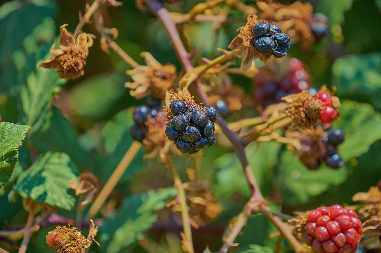 Arbustos de zarza con frutos rojos colgando, en el chat de La Zariza