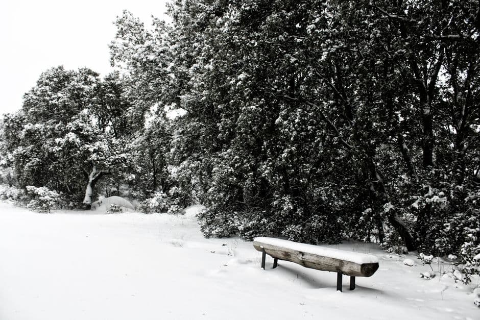 Árboles nevados bajo cielo gris, en la sala de chat de Villalba del Alcor