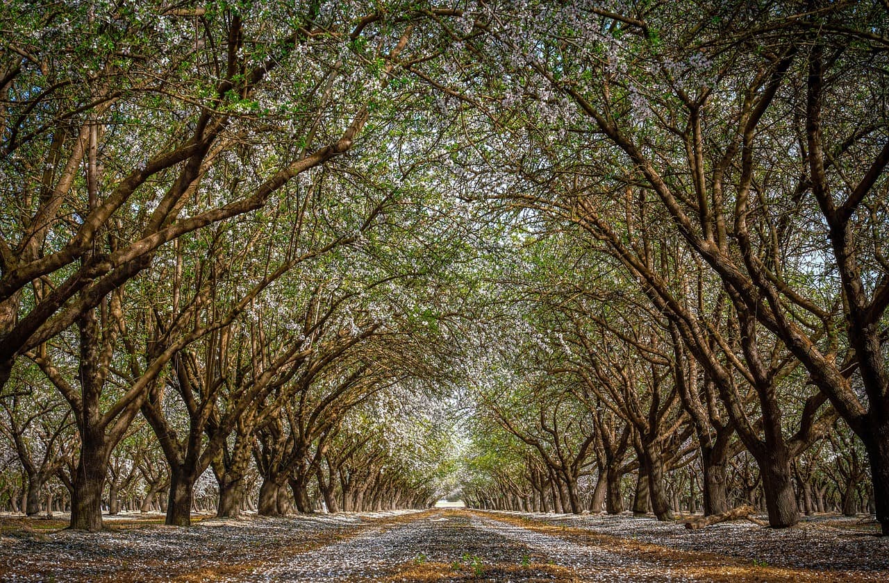 Copas de almendros vistas desde abajo, en el chat de Villanueva del Fresno