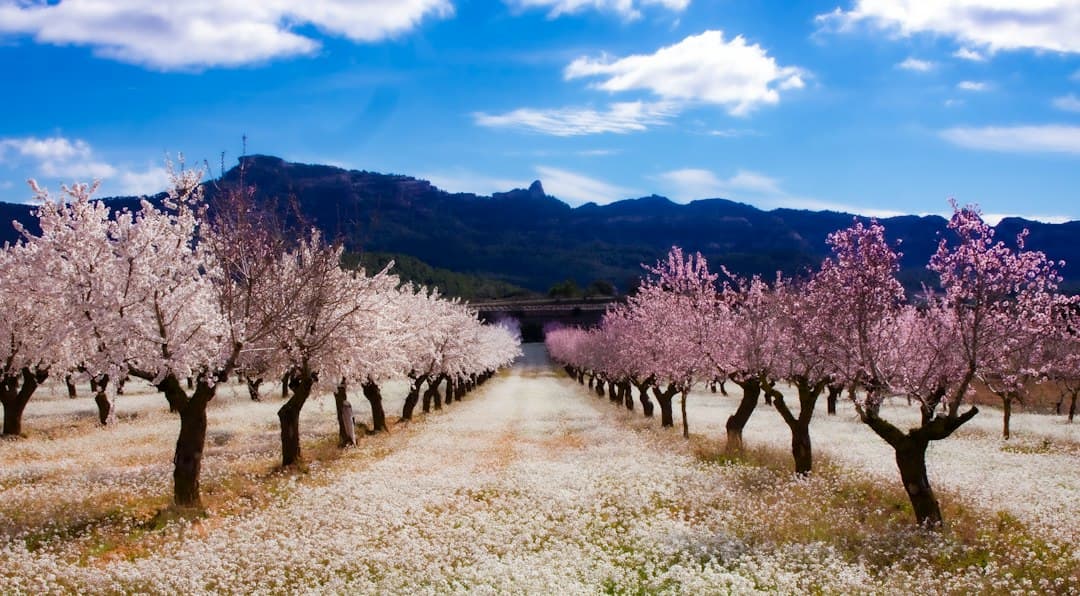 Camino de tierra rodeado de árboles en flor, en el chat de Gandesa
