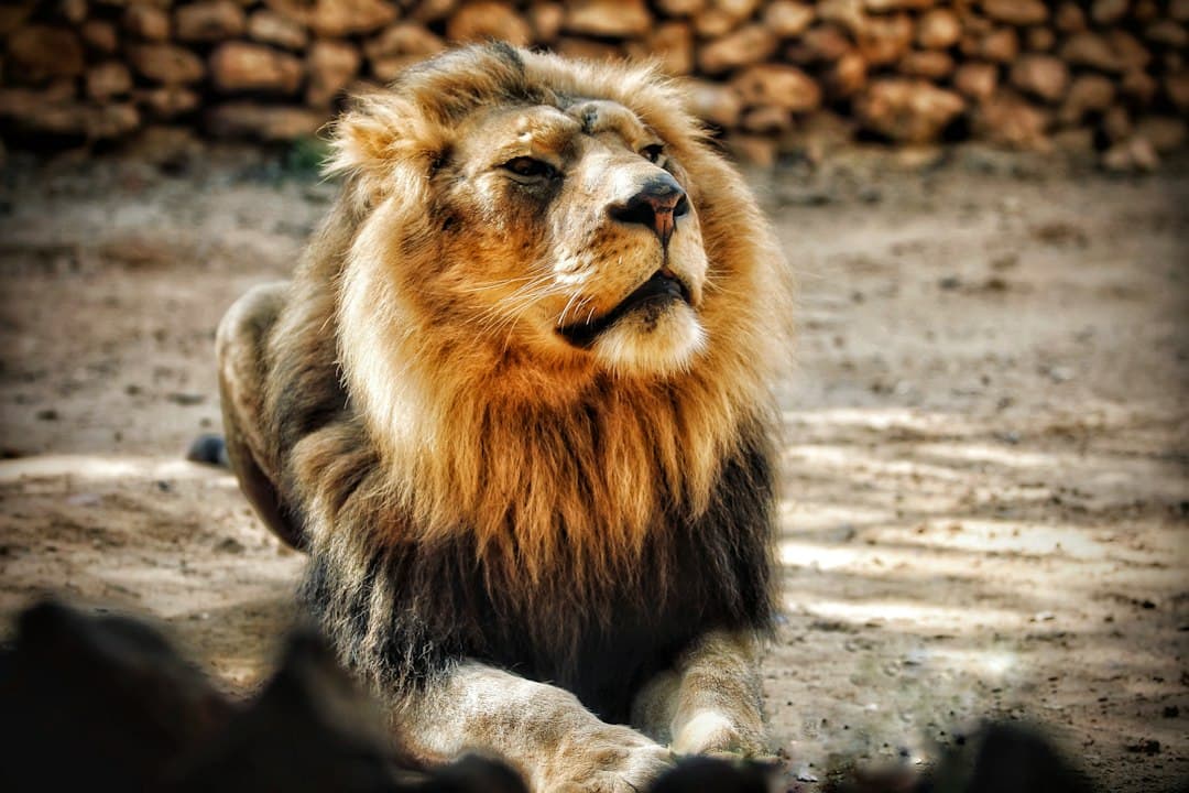 León rugiendo con la boca abierta, en la sala de chat de Castellar